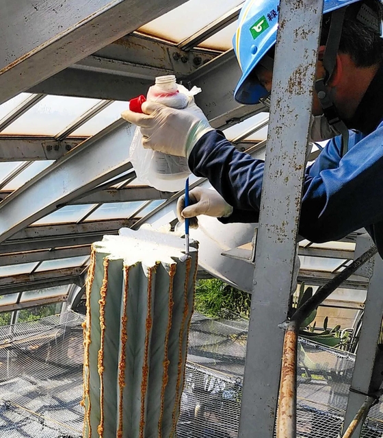 サボテンの切断面に殺菌剤を塗る職員（手柄山温室植物園提供）＝同園