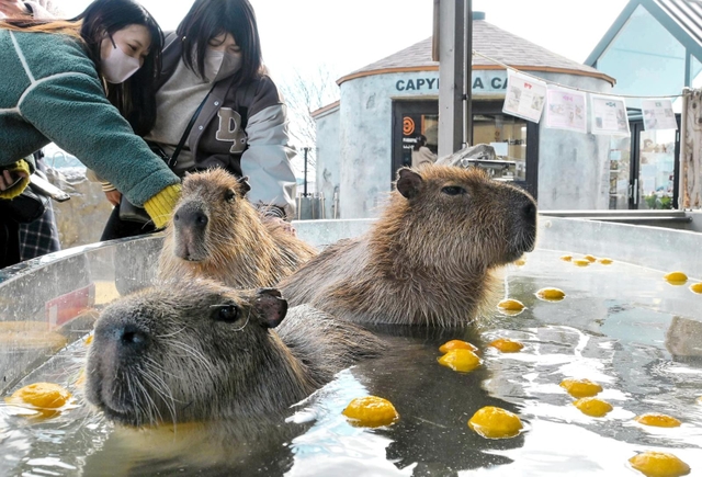 ゆず湯に漬かり、気持ちよさそうに目を細めるカピバラ＝姫路セントラルパーク