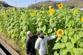 休耕田一面に咲く季節外れのヒマワリ＝姫路市勝原区丁