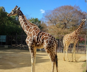 キリンも実はウシの仲間。２０２０年と２１年の引き継ぎ式に登場した＝姫路市立動物園