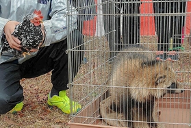 犬の代わりにイヌ科のタヌキが出たことも（２０１７年）＝姫路市立動物園