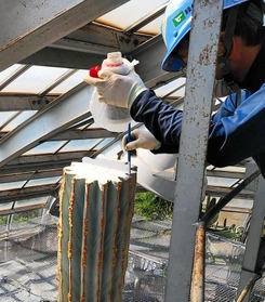サボテンの切断面に殺菌剤を塗る職員（手柄山温室植物園提供）＝同園