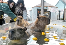 ゆず湯に漬かり、気持ちよさそうに目を細めるカピバラ＝姫路セントラルパーク