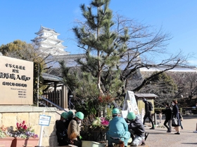 姫路城に登場した「ジャンボ門松」＝姫路市本町