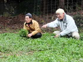 クレソンの栽培を続ける岩﨑憲博さん（左）と事業でサポートする坂東裕次さん＝姫路市夢前町莇野