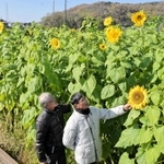 休耕田一面に咲く季節外れのヒマワリ＝姫路市勝原区丁
