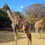 キリンも実はウシの仲間。２０２０年と２１年の引き継ぎ式に登場した＝姫路市立動物園