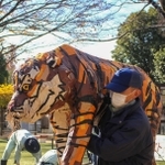 針金や新聞紙で作られたトラの置物。軽い＝姫路市立動物園
