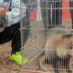 犬の代わりにイヌ科のタヌキが出たことも（２０１７年）＝姫路市立動物園