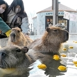 ゆず湯に漬かり、気持ちよさそうに目を細めるカピバラ＝姫路セントラルパーク