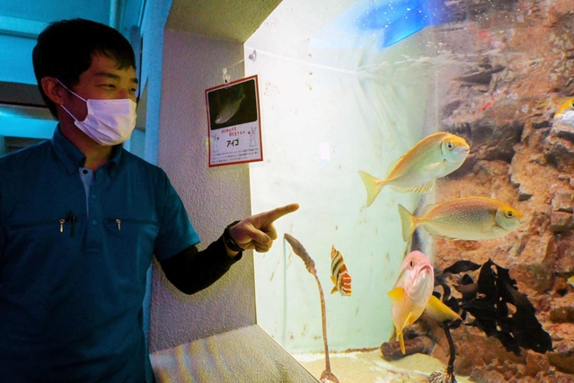 「ラビットフィッシュ」と呼ばれるアイゴを紹介する飼育員＝姫路市立水族館