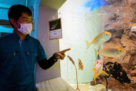 「ラビットフィッシュ」と呼ばれるアイゴを紹介する飼育員＝姫路市立水族館
