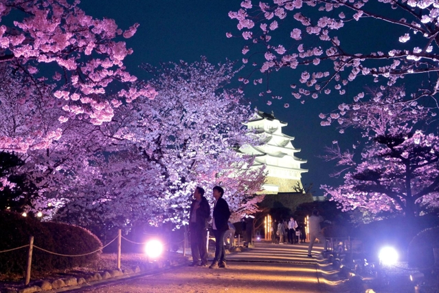 暗闇に浮かぶ 夜桜と白亜の大天守 姫路城でライトアップ