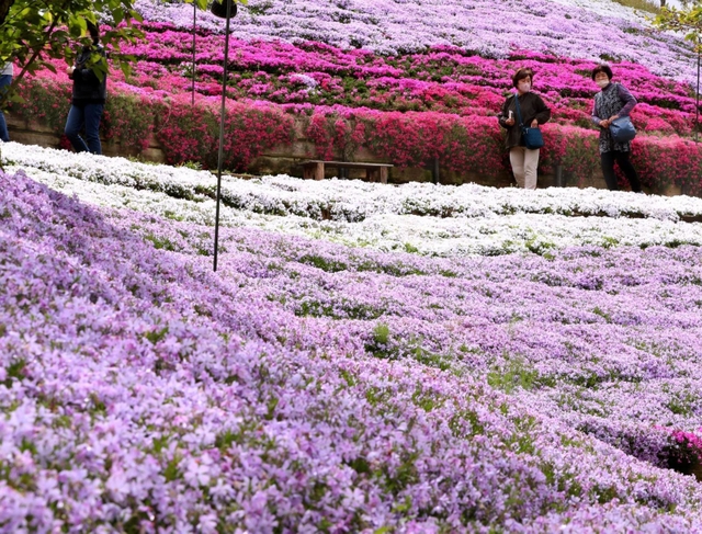 丘陵地を色鮮やかに染めるシバザクラ＝姫路市夢前町置本