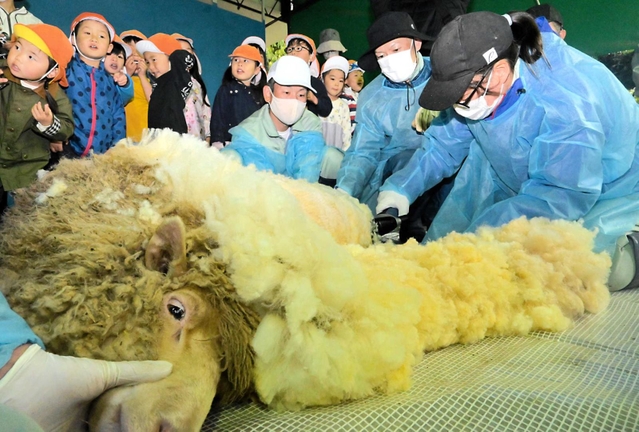 バリカンでヒツジの毛を刈る飼育員＝姫路市立動物園