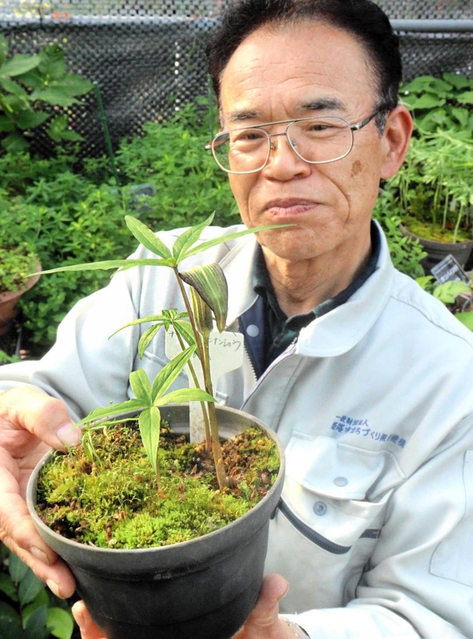 希少植物「ナギヒロハテンナンショウ」4年半かけ開花 兵庫は西部