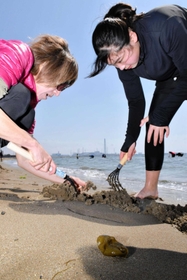 浜辺で貝を探す子どもら＝的形海水浴場