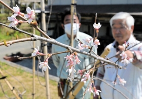初めて花を咲かせた又兵衛桜＝姫路市山田町多田