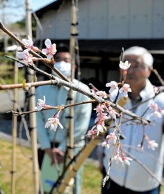 初めて花を咲かせた又兵衛桜＝姫路市山田町多田