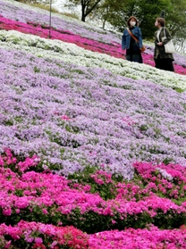 丘陵地を色鮮やかに染めるシバザクラ＝姫路市夢前町置本