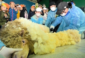 バリカンでヒツジの毛を刈る飼育員＝姫路市立動物園
