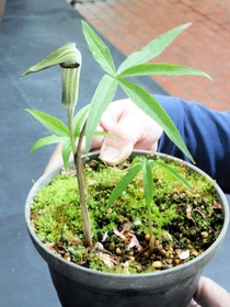 ５年越しに開花した「ナギヒロハテンナンショウ」＝姫路市手柄、市立手柄山温室植物園