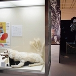 日本で初めて「妖怪」がテーマの展示を企画した公立博物館であることにちなみ、特別展には妖怪コーナーも＝姫路市本町