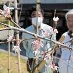 初めて花を咲かせた又兵衛桜＝姫路市山田町多田
