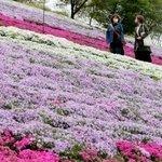丘陵地を色鮮やかに染めるシバザクラ＝姫路市夢前町置本