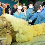 バリカンでヒツジの毛を刈る飼育員＝姫路市立動物園