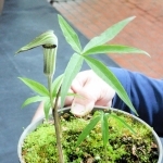 ５年越しに開花した「ナギヒロハテンナンショウ」＝姫路市手柄、市立手柄山温室植物園