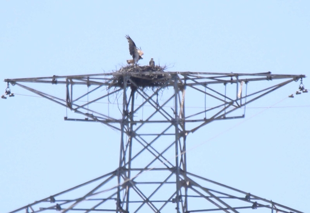 鉄塔の上で営巣するミサゴ。ひな鳥の姿も確認できる＝姫路市内
