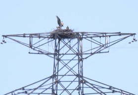 鉄塔の上で営巣するミサゴ。ひな鳥の姿も確認できる＝姫路市内