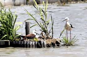 親鳥に見守れながらすくすくと育つセイタカシギのひな＝姫路市網干区大江島寺前