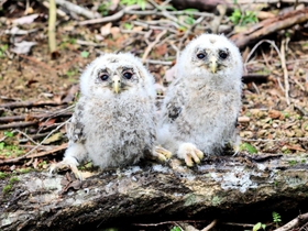 ふわふわの羽毛に包まれたフクロウのひな＝姫路市香寺町