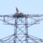 鉄塔の上で営巣するミサゴ。ひな鳥の姿も確認できる＝姫路市内