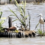 親鳥に見守れながらすくすくと育つセイタカシギのひな＝姫路市網干区大江島寺前