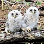 ふわふわの羽毛に包まれたフクロウのひな＝姫路市香寺町