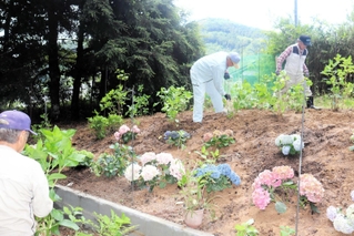 安志加茂神社の境内でアジサイの苗を植え付ける地元住民ら＝姫路市安富町安志