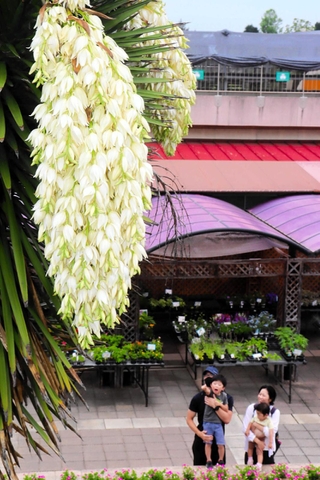 全国で唯一？　ユッカ・バリダの花が咲く植物園＝姫路市手柄