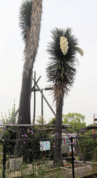 開花したユッカ・バリダ（右）。地上から５メートルほどの位置に、花房が二つ垂れ下がっている＝姫路市手柄