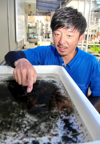 ふ化した多数のオタマジャクシを前に、産卵時の様子を振り返る竹田正義さん＝姫路市西延末