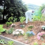 安志加茂神社の境内でアジサイの苗を植え付ける地元住民ら＝姫路市安富町安志