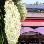 全国で唯一？　ユッカ・バリダの花が咲く植物園＝姫路市手柄