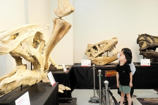ティラノサウルスなどの頭の大きさを近くで見比べられる展示＝姫路科学館