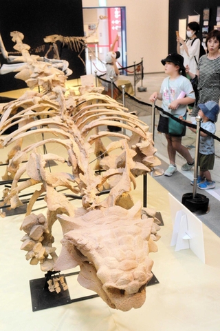 全長６メートルの「サイカニア」の全身骨格標本＝姫路科学館