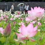 大輪の花を咲かせるハス＝姫路市夢前町置本