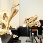 ティラノサウルスなどの頭の大きさを近くで見比べられる展示＝姫路科学館