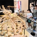 全長６メートルの「サイカニア」の全身骨格標本＝姫路科学館