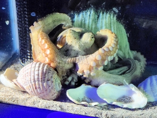 水槽のガラス面に産み付けた房状の白い卵を守るマダコ＝姫路市立水族館